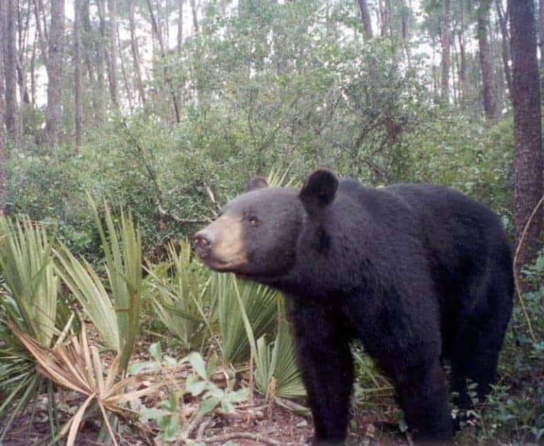 Black Bear Hunting May Be Made Legal In Florida