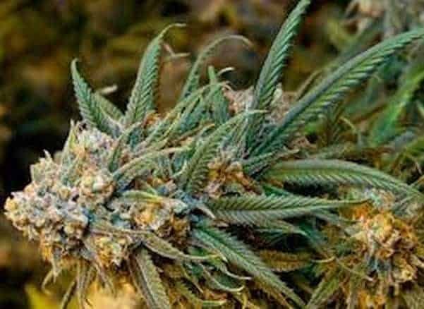 Not Surprising, Quinnipiac Poll Shows Majority of Floridians Support Medical Marijuana