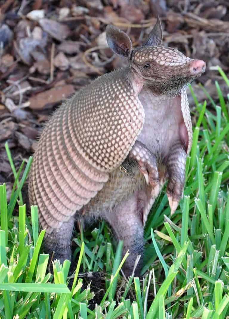 Are Armadillos Really Bringing a Plague of Leprosy to Florida?