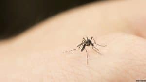 How mosquitoes zero in on hot bodies