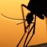 mosquitos pass zika