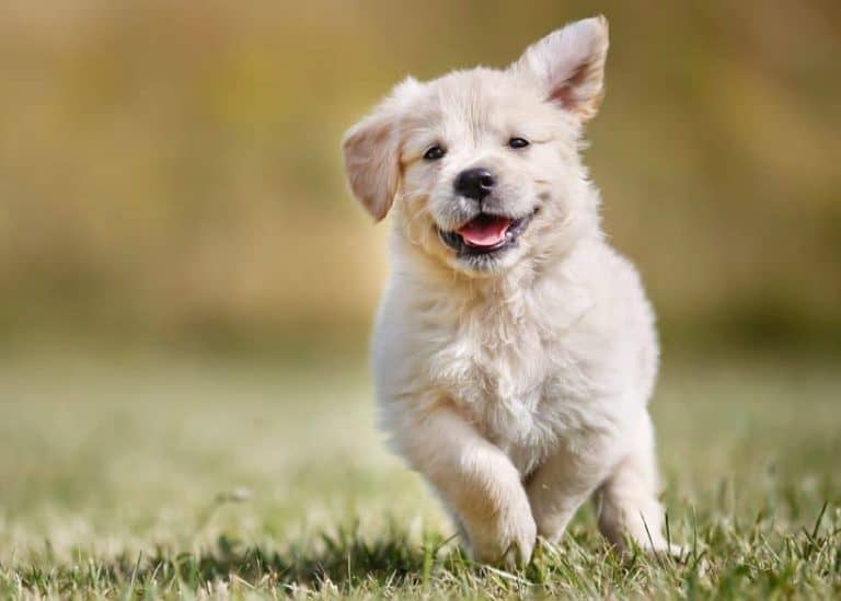 Therapy Dogs From Across the Country Arrive in Orlando