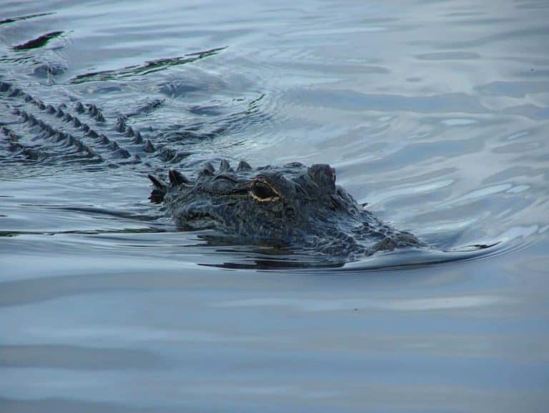 Disney Fires and Re-Hires Intern for Posting Gator Sign to Social Media