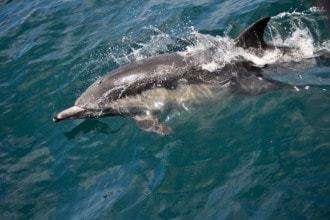 underwater noise pollution