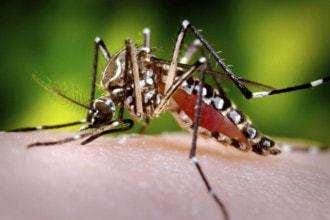 zika mosquito