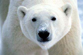 polar bear becoming extinct