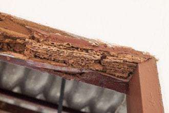 Unconventional Termite-Free Orlando Homes Gaining Popularity