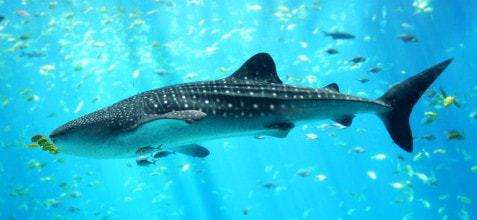 Florida Scuba Diver Finds Himself Face to Face With Massive Whale Shark