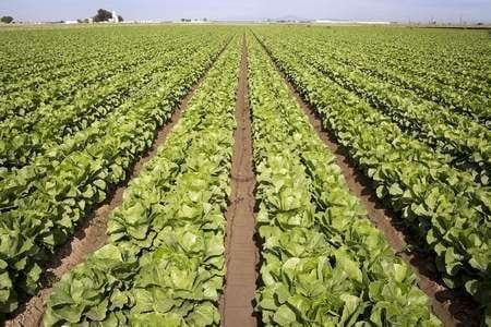 Bad Lettuce: Romaine infected with E.coli