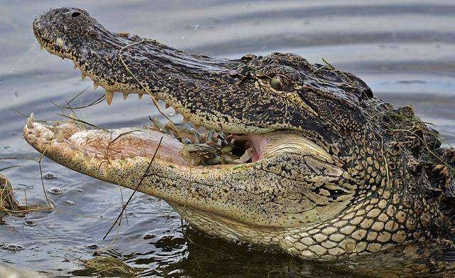 american alligator