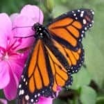 monarch butterfly