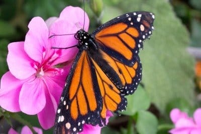 monarch butterfly