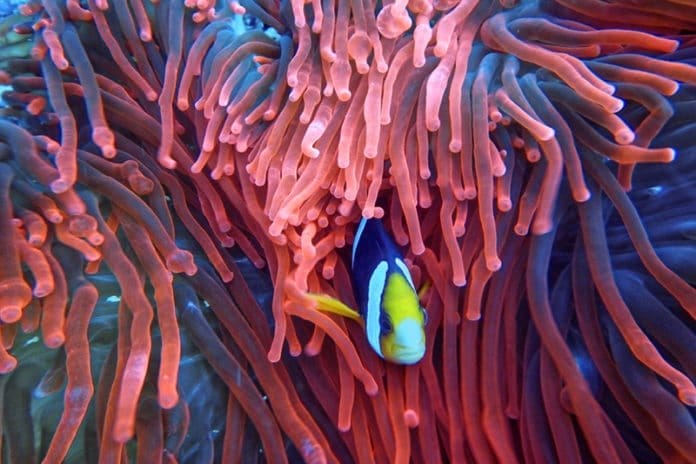 fish