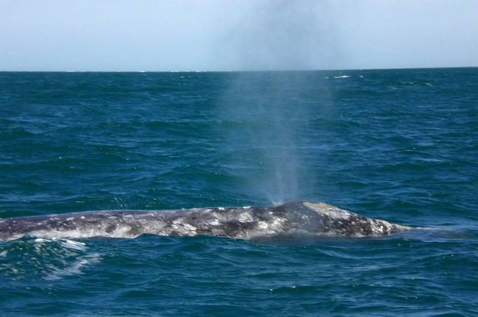 gray whales