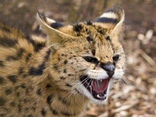 A serval like the one seen here was allegedly released by shot and killed in Ohio after attacking a dog.  (NINJAPOTATO / FLICKR CREATIVE COMMONS)