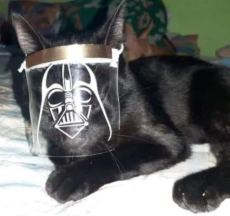PHOTOS: These masks are the cat’s meow
