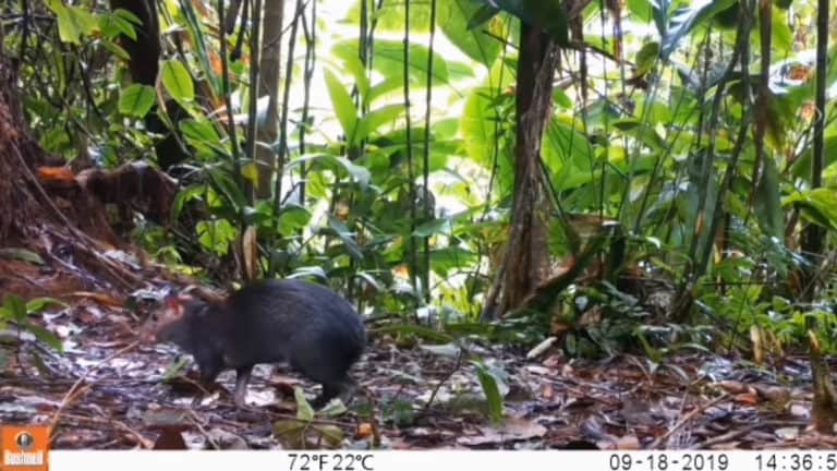 PHOTOS: Wildlife caught on camera reveal a rainforest on the mend