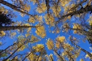 aspens