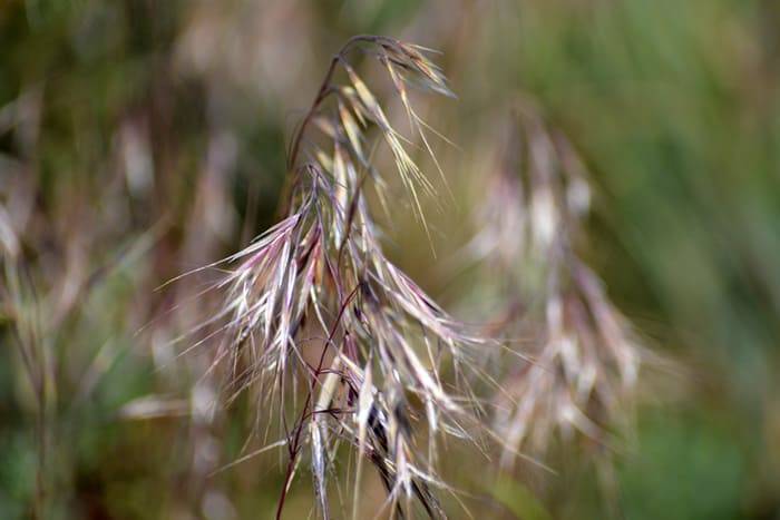 Invasive Cheatgrass Taking Over Western Desert