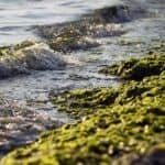 algae