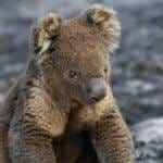 Wildlife experts fear koalas could become extinct in NSW by 2050 unless urgent action is taken.