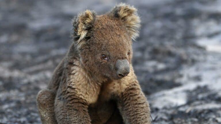 Koala Scares: Iconic Aussie Animals Could Soon Be Extinct