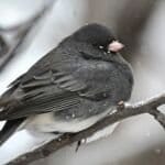 Photo of dark-eyed junco