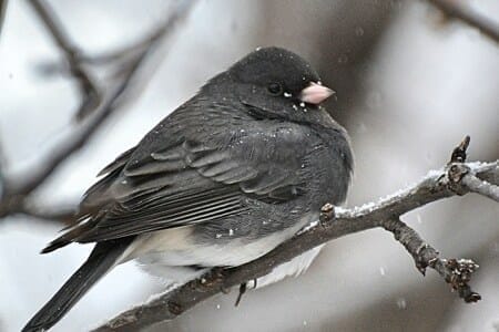 Photo of dark-eyed junco
