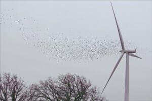 Can We Build Windfarms That Don’t Harm Wildlife?