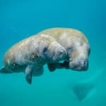Underwater photo of manatees swimming