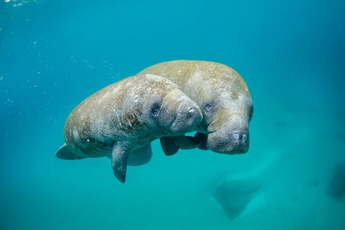 Underwater photo of manatees swimming