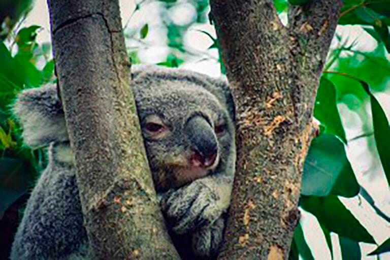 Koala in a tree