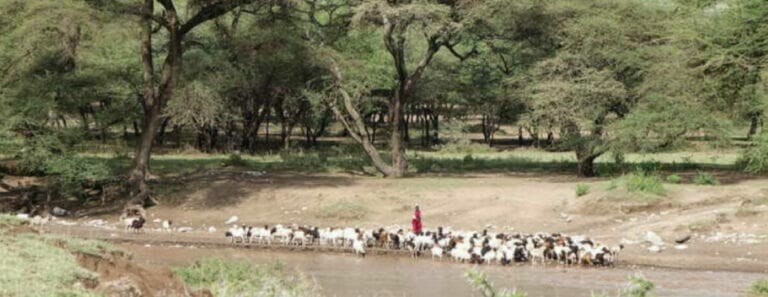 Photo of Masaai herdsmen and their cattle