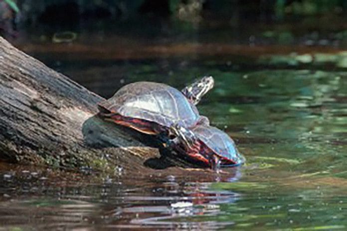 Turtles nearing extinction