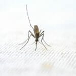 Image of mosquito