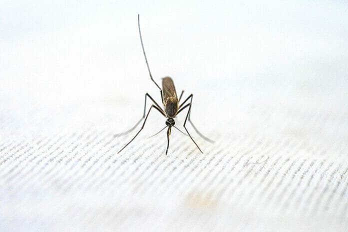 Image of mosquito