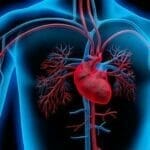 image of cardiovascular system