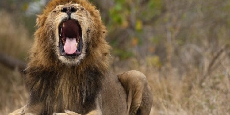 Image of toothless lion with mouth open