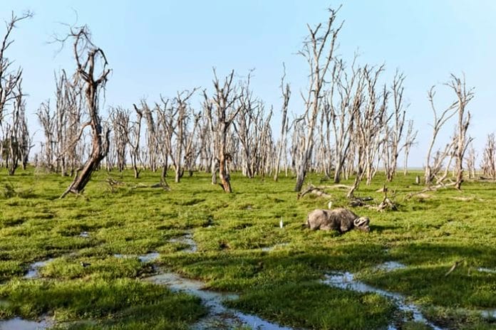 Dead Trees Image of dead trees in Africa